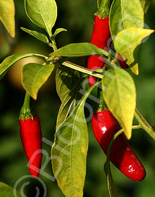 Capsicum frutescens (Thai)